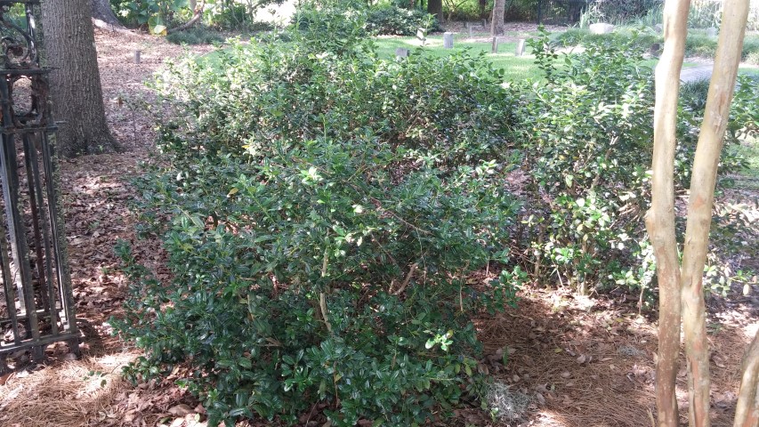 Ilex cornuta plantplacesimage20150531_161021.jpg