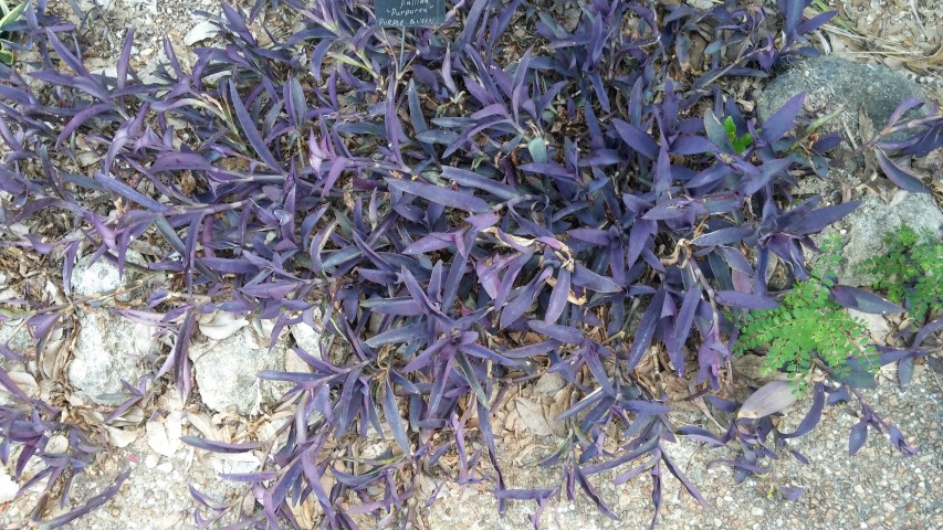 Tradescantia pallida plantplacesimage20150531_161900.jpg