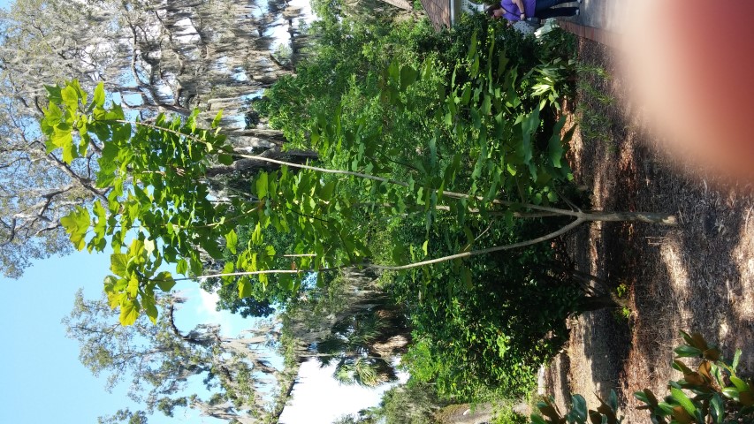 Catalpa x erubescens plantplacesimage20150531_164303.jpg