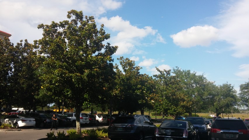 Magnolia grandiflora plantplacesimage20150531_172918.jpg