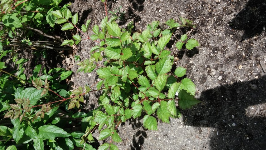 Astilbe chinensis plantplacesimage20150605_112613.jpg