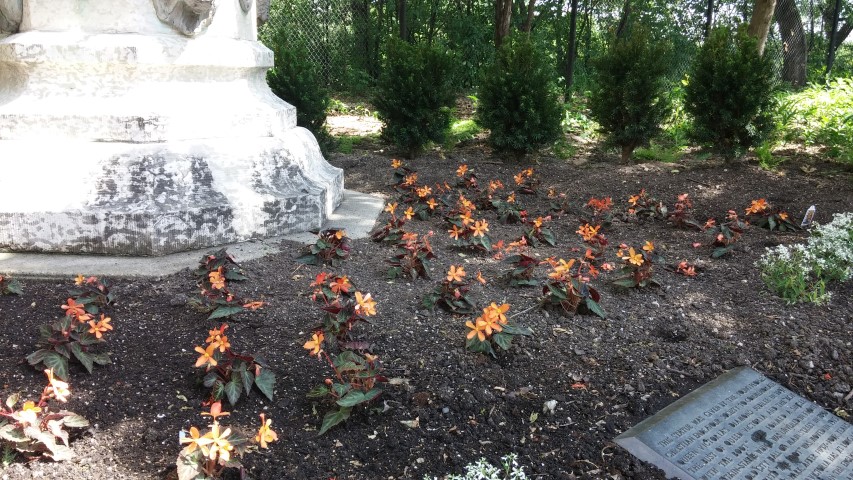 Begonia x benariensis plantplacesimage20150605_113301.jpg