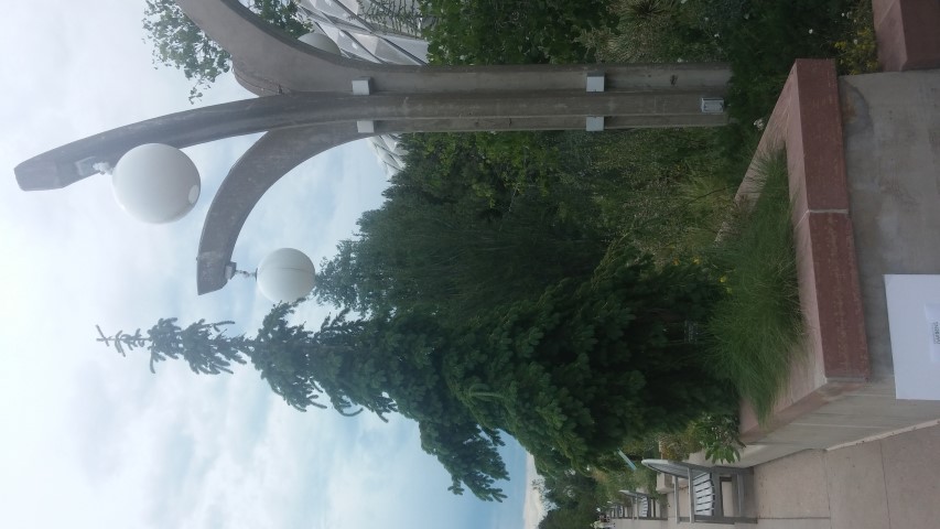 Picea glauca plantplacesimage20150628_151443.jpg