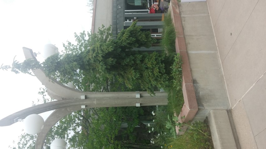 Picea glauca plantplacesimage20150628_151459.jpg