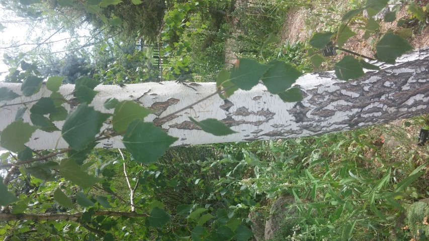 Betula pendula plantplacesimage20150628_164922.jpg