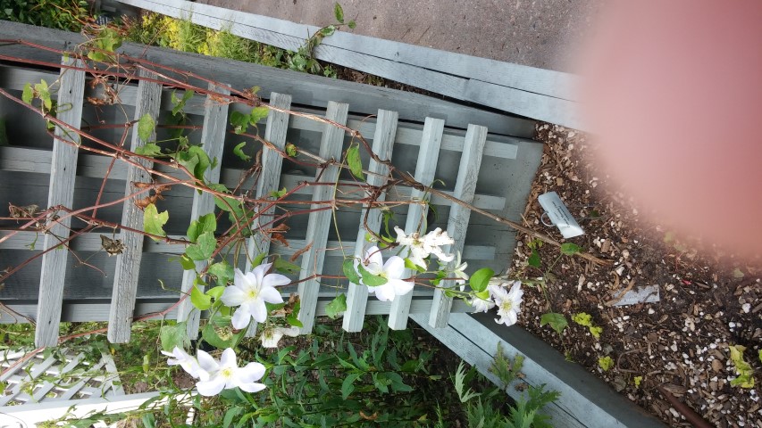 Clematis spp plantplacesimage20150628_165808.jpg