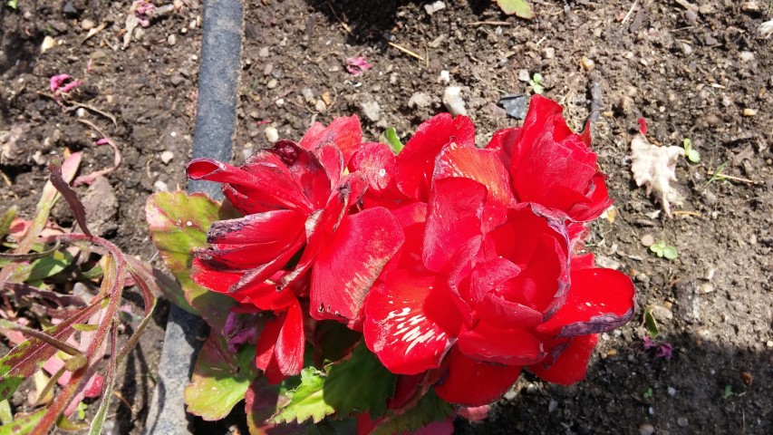 Begonia spp plantplacesimage20150704_143344.jpg