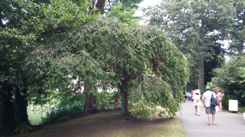 Prunus subhirtella plantplacesimage20150704_144741.jpg