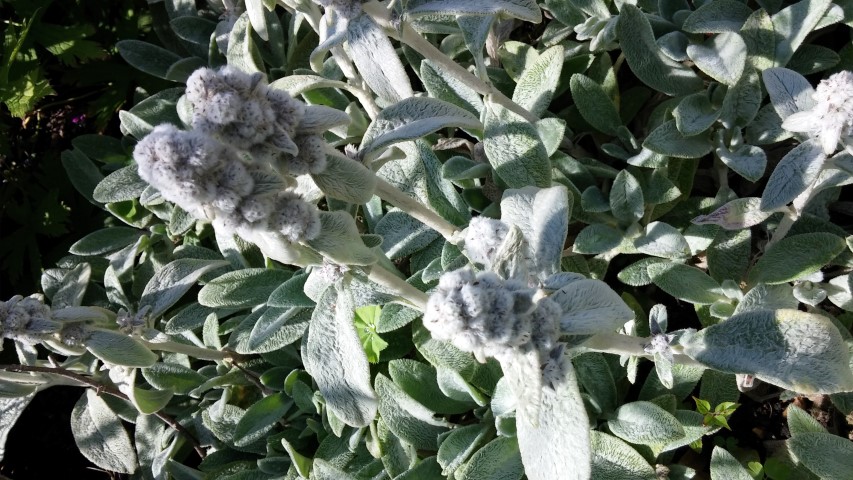 Stachys byzantina plantplacesimage20150704_150815.jpg