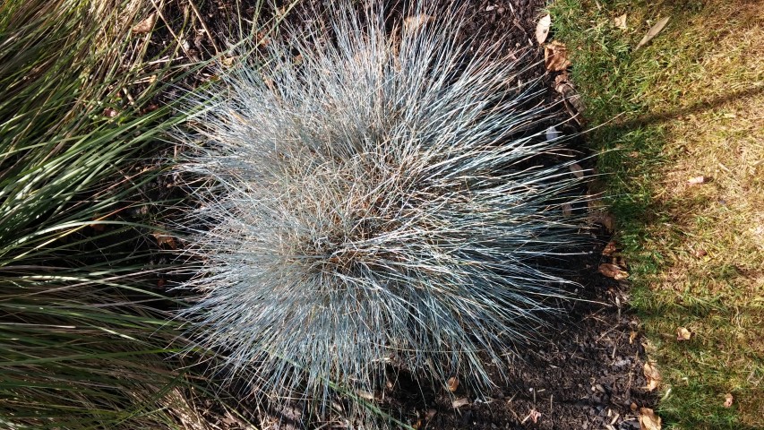 Festuca glauca plantplacesimage20150704_151323.jpg