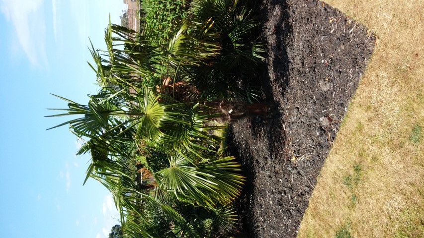 Trachycarpus fortunei plantplacesimage20150704_151521.jpg