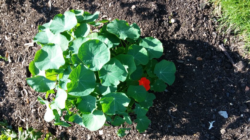 Tropaeolum spp plantplacesimage20150704_161413.jpg
