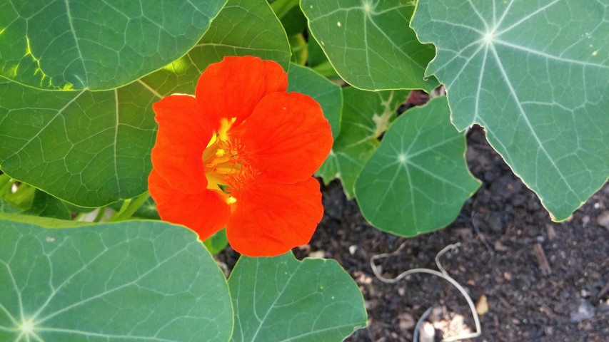 Tropaeolum spp plantplacesimage20150704_161421.jpg