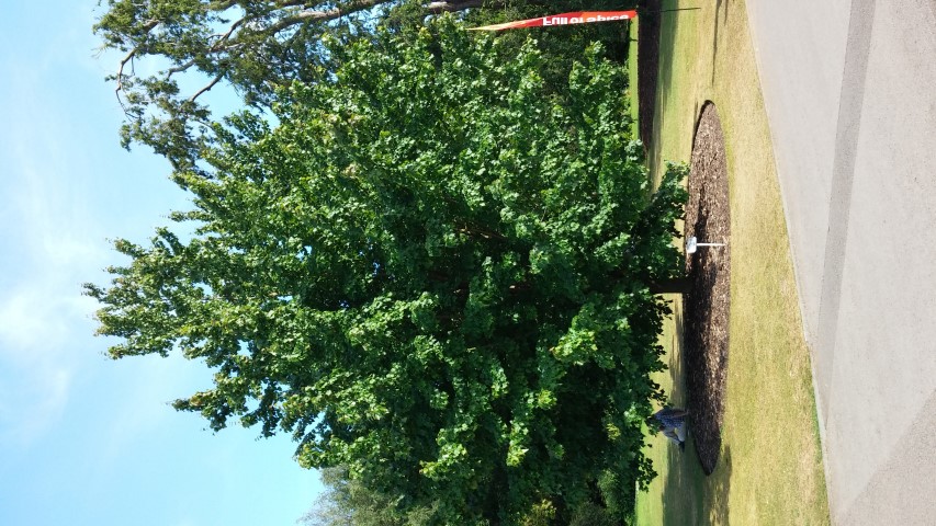 Acer rubrum plantplacesimage20150704_170704.jpg
