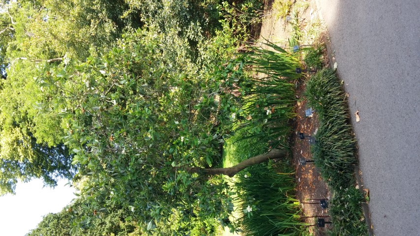 Magnolia virginiana plantplacesimage20150704_170853.jpg