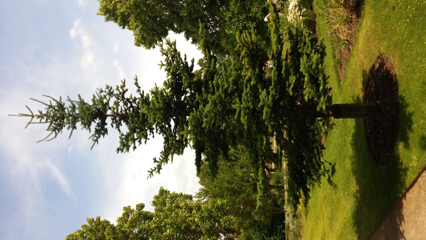Abies balsamea plantplacesimage20150705_130403.jpg