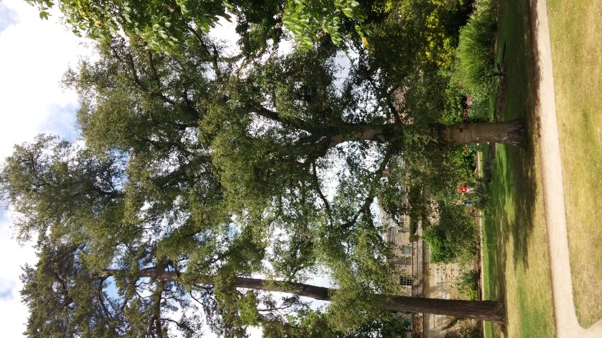 Betula pubescens plantplacesimage20150705_130505.jpg