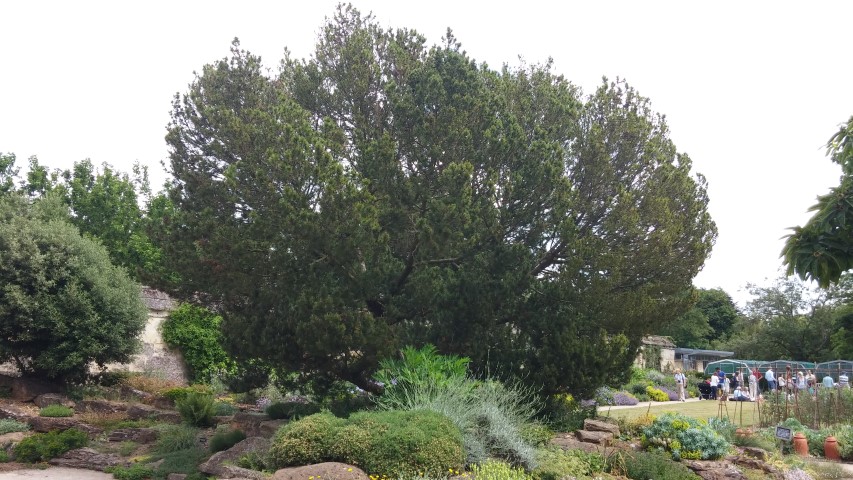 Pinus mugo plantplacesimage20150705_134518.jpg