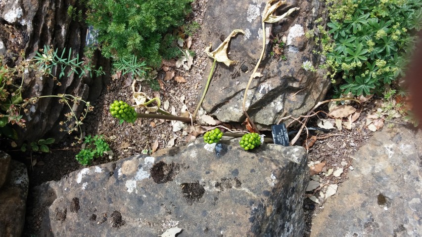 Arum italicum plantplacesimage20150705_134549.jpg