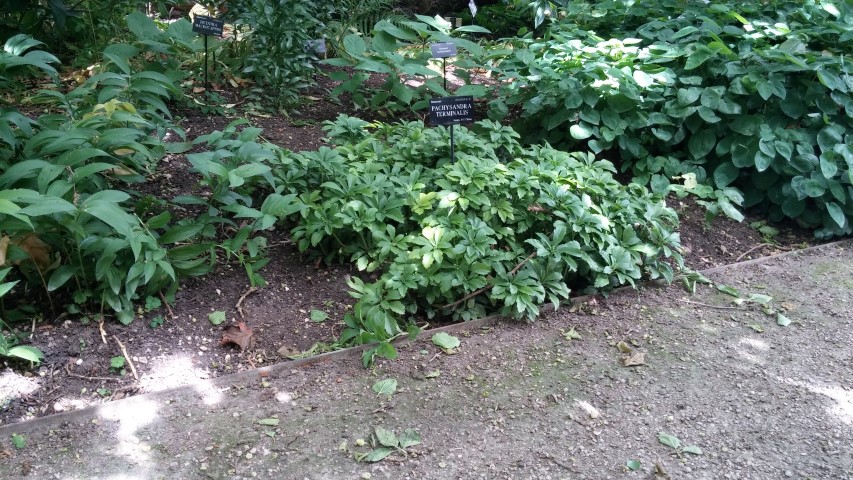 Pachysandra terminalis plantplacesimage20150705_134832.jpg