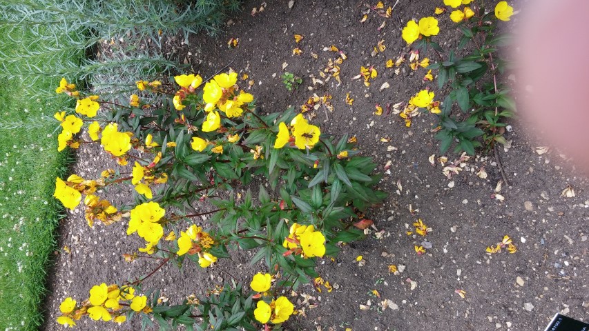 Oenothera glabra plantplacesimage20150705_135849.jpg