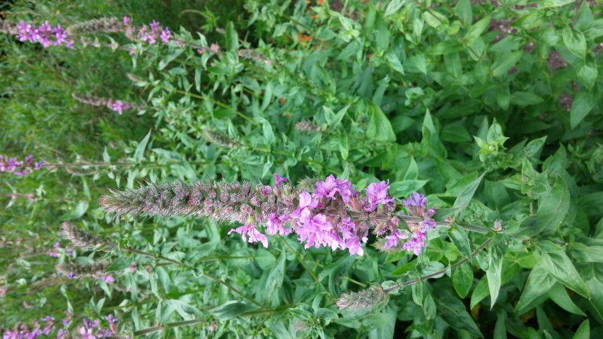 Lythrum scalaria plantplacesimage20150705_140009.jpg