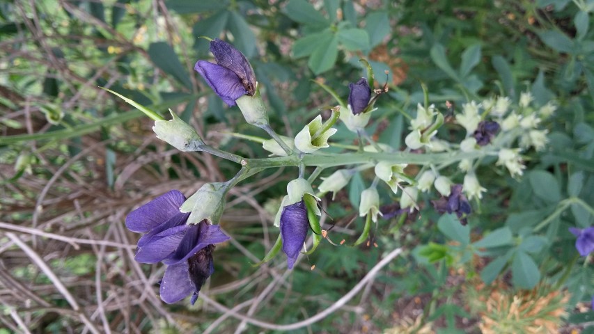 Baptisia australis plantplacesimage20150705_140310.jpg