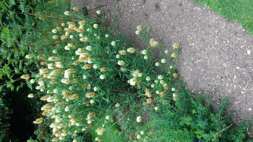 Trifolium ochroleucum plantplacesimage20150705_140941.jpg