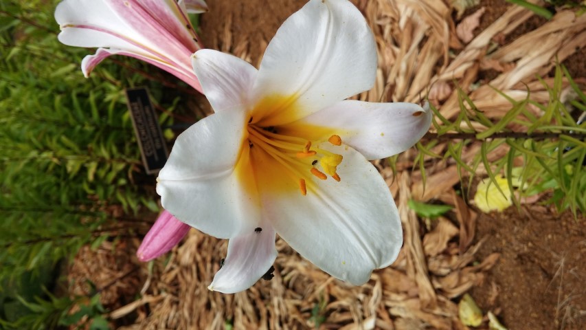 Lilium speciosum plantplacesimage20150705_150644.jpg
