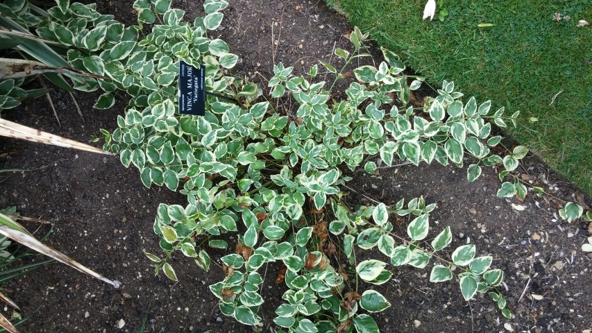 Vinca major plantplacesimage20150705_152909.jpg