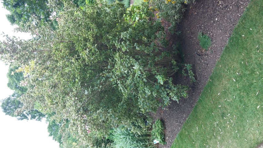 Weigela praecox plantplacesimage20150705_153357.jpg