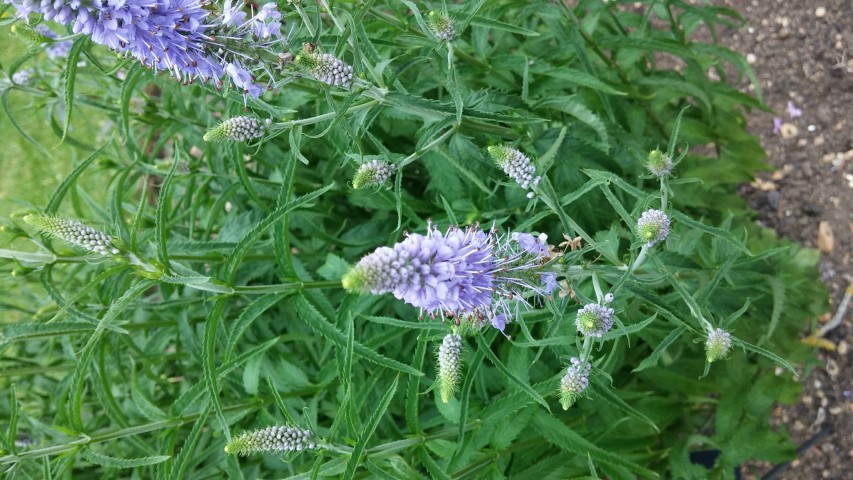 Veronica longifolia plantplacesimage20150705_153648.jpg