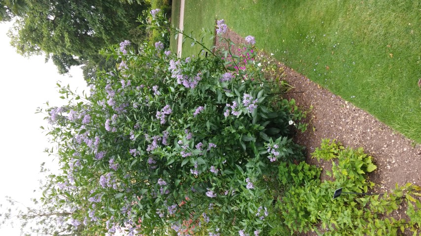 Solanum crispum plantplacesimage20150705_154431.jpg
