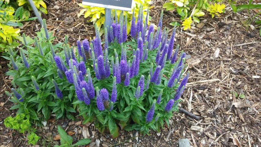 Veronica spicata plantplacesimage20150707_133723.jpg