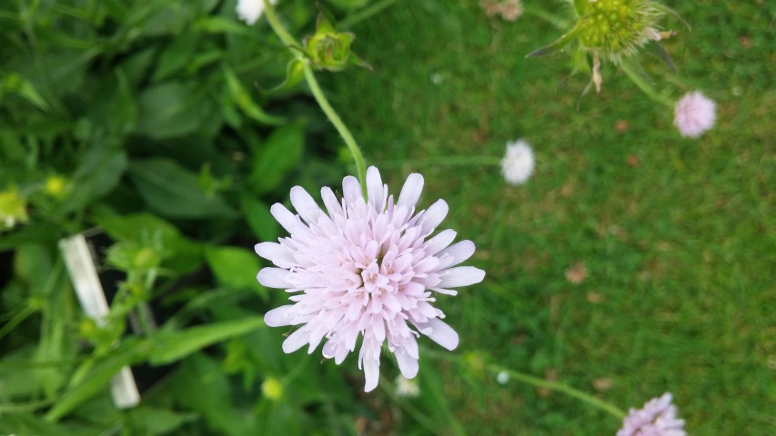 Scabiosa japonica plantplacesimage20150707_140101.jpg