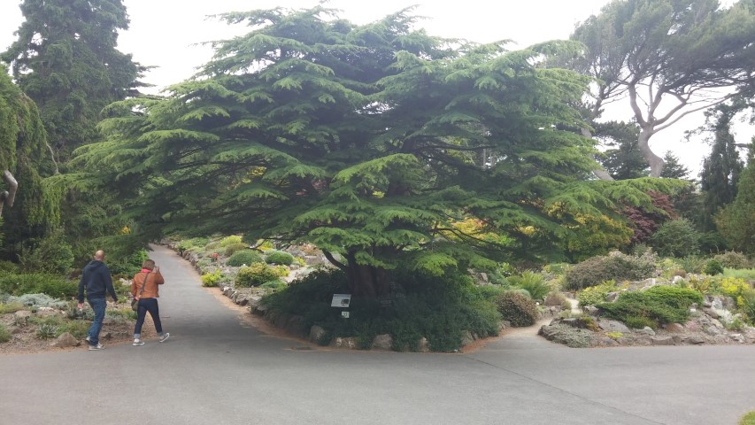 Cedrus libani plantplacesimage20150707_150845.jpg