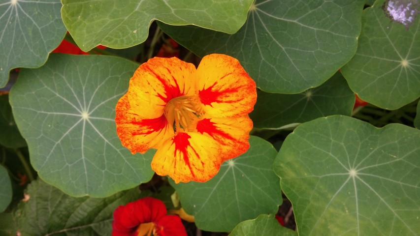 Tropaeolum spp plantplacesimage20150707_162530.jpg