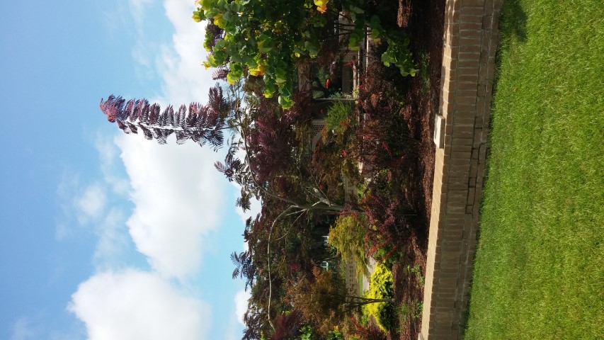 Albizia julibrissin plantplacesimage20150808_132649.jpg