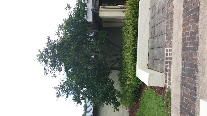 Ilex vomitoria plantplacesimage20150808_140747.jpg