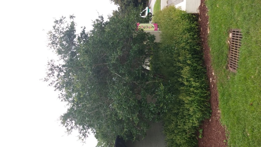 Ilex vomitoria plantplacesimage20150808_140803.jpg