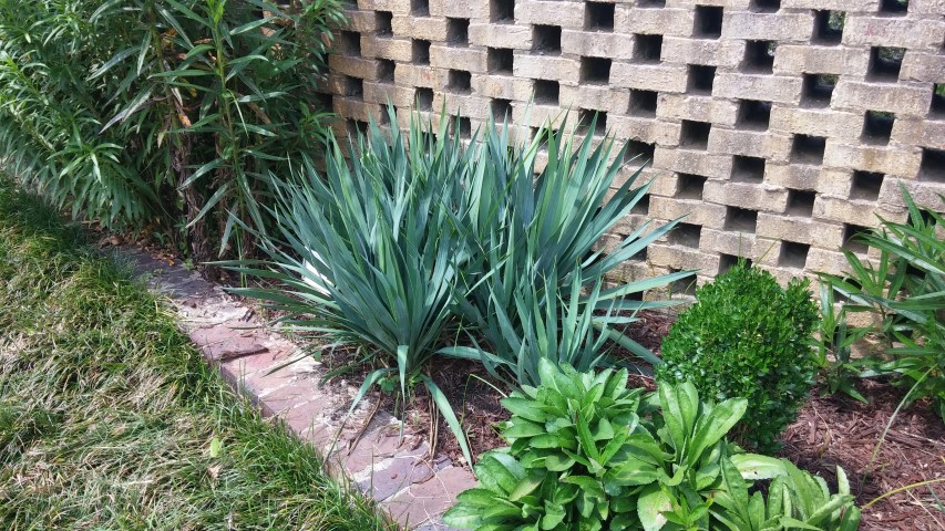 Iberis sempervirens plantplacesimage20150808_145029.jpg