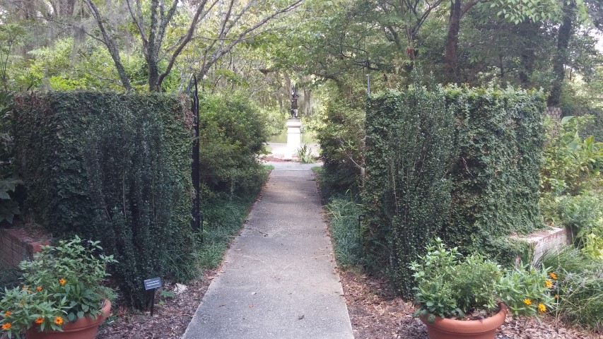 Ilex crenata plantplacesimage20150808_153215.jpg