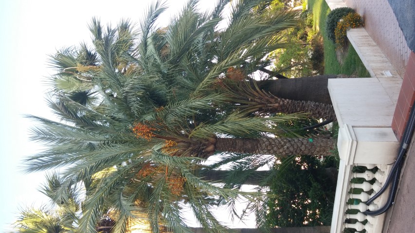Phoenix dactylifera plantplacesimage20151011_170545.jpg