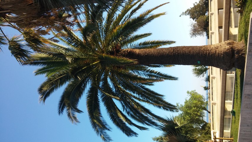Phoenix canariensis plantplacesimage20151011_170837.jpg