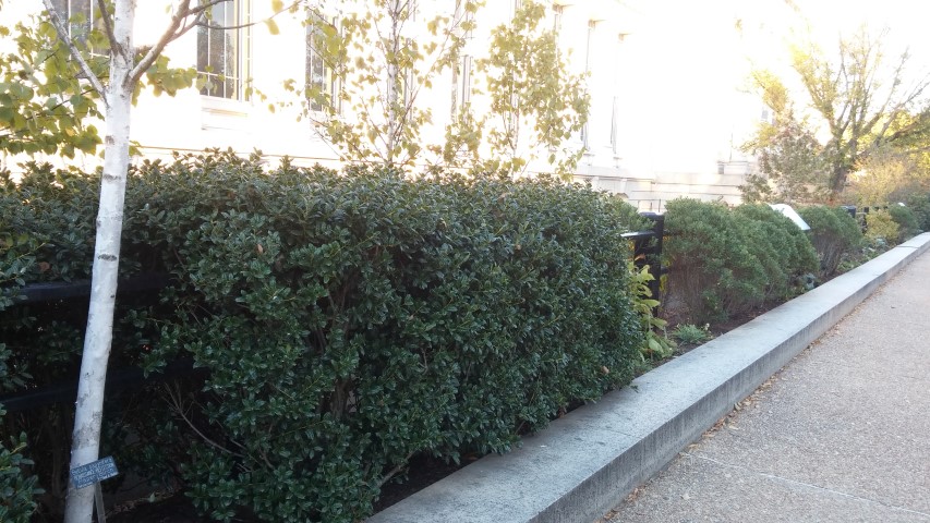 Ilex cornuta plantplacesimage20151017_175405.jpg
