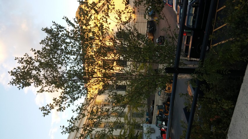 Betula nigra plantplacesimage20151017_180342.jpg