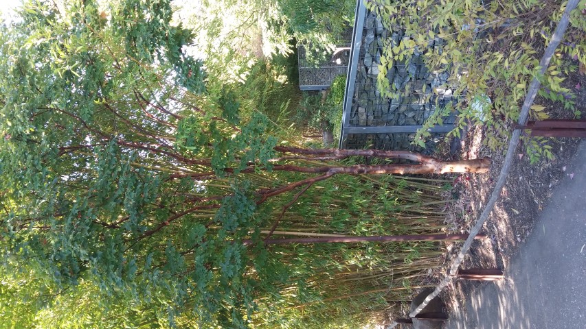 Acer griseum plantplacesimage20151018_102136.jpg