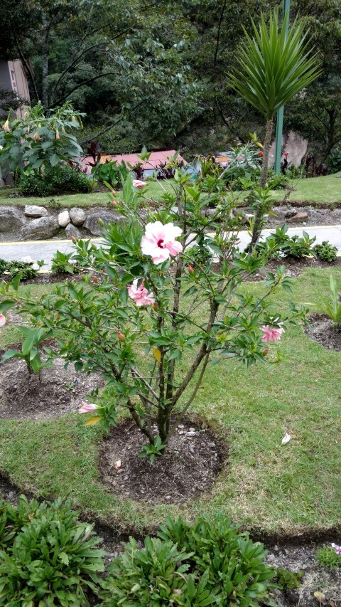 Hibiscus syriacus plantplacesimage20151216_164606.jpg