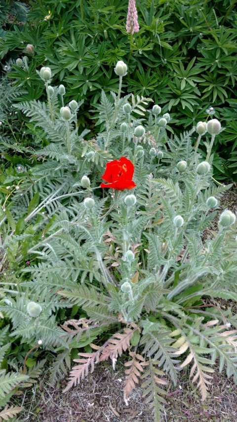 Stylophorum diphyllum plantplacesimage20151226_181538.jpg