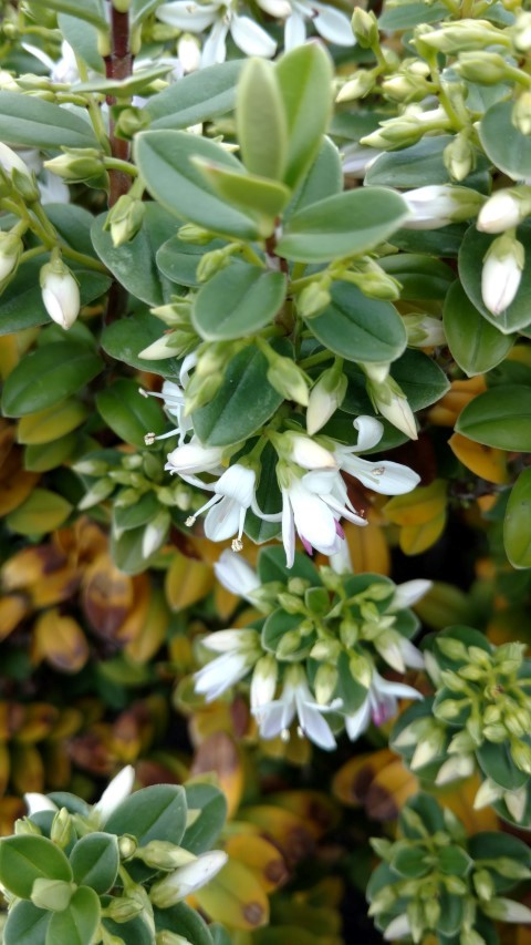 Veronica elliptica plantplacesimage20151228_120149.jpg